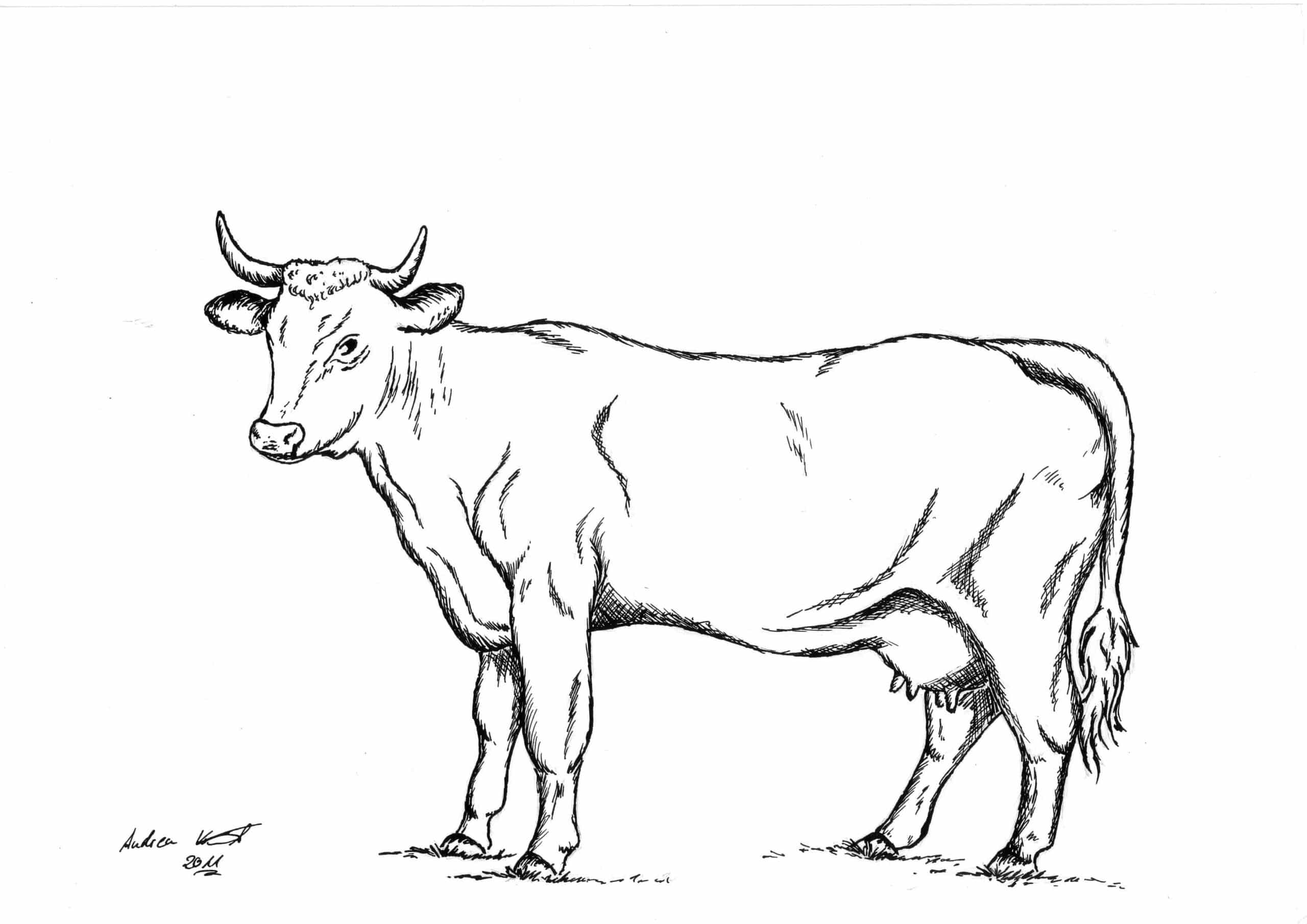 Pinzgauer Rind - Tuschezeichnung / Illustration