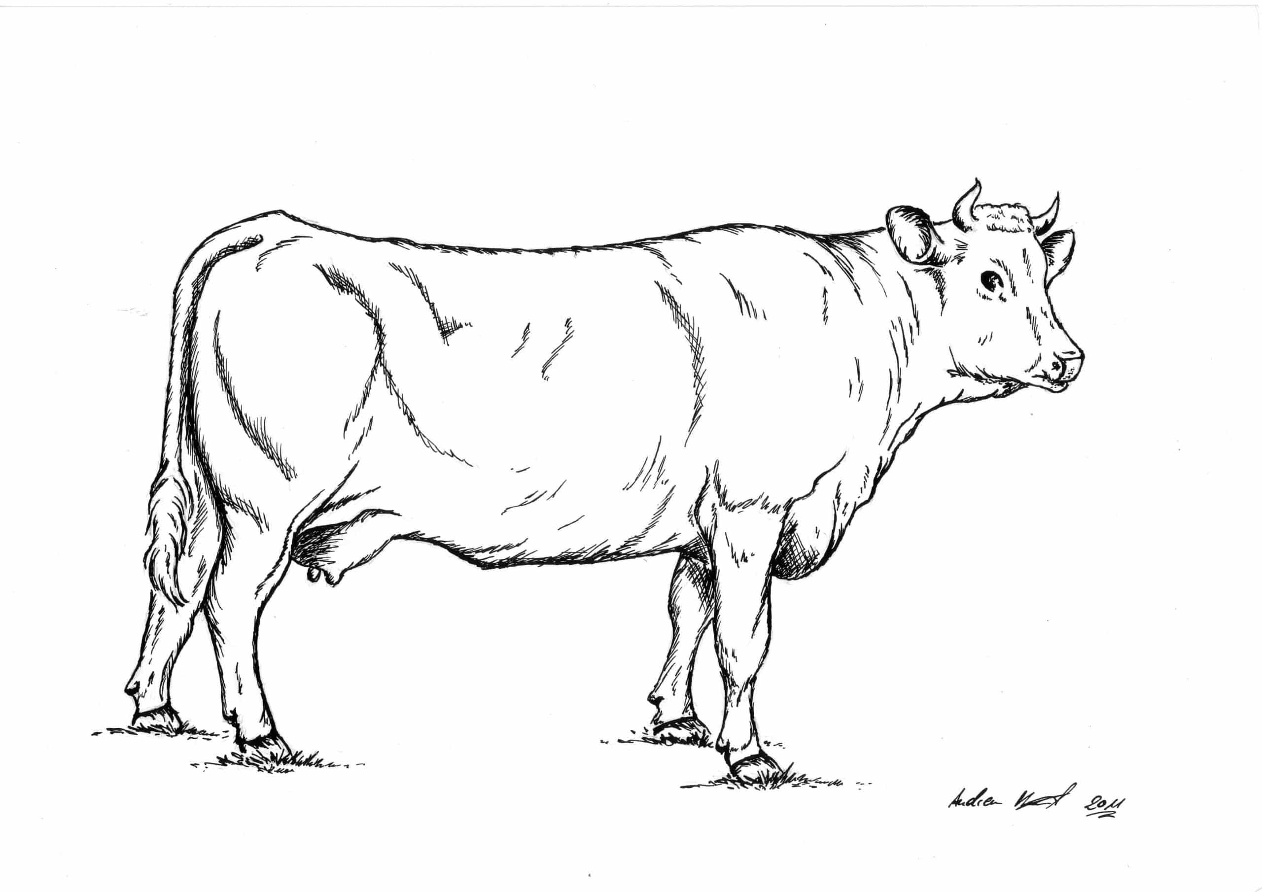 Pustertaler Rind - Tuschezeichnung / Illustration